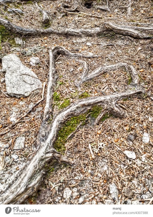 Waldromantik und herzliche Grüße einer Baumwurzel. Herzförmig Wurzel Waldboden steinig Nadeln Romantik Liebeserklärung Liebesgruß Liebesbekundung Gefühle