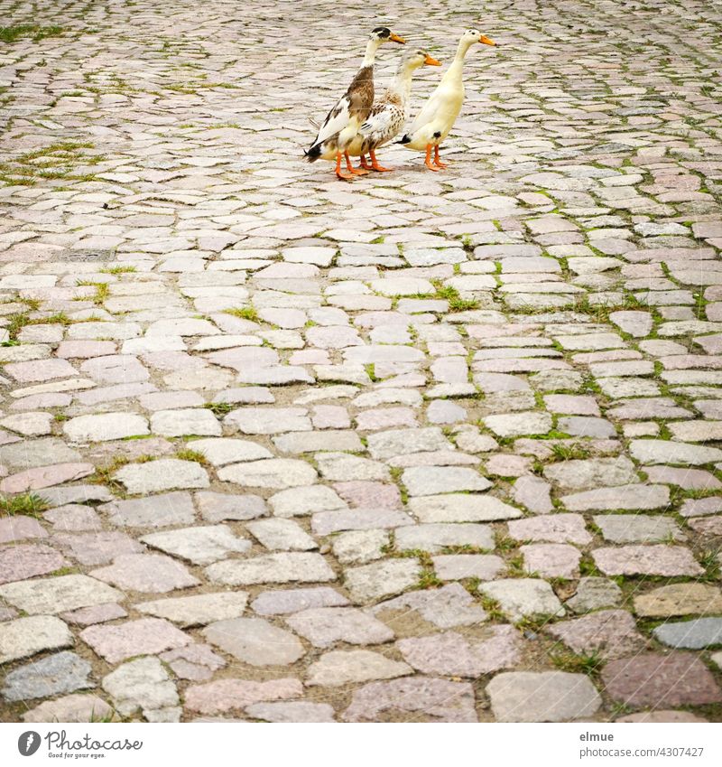 Drei gescheckte Indische Laufenten auf altem Kopfsteinplaster / Pinguinenten / Flaschenenten / Schneckenvertilger Schneckenbekämpfung Ente Entenrasse aufrecht