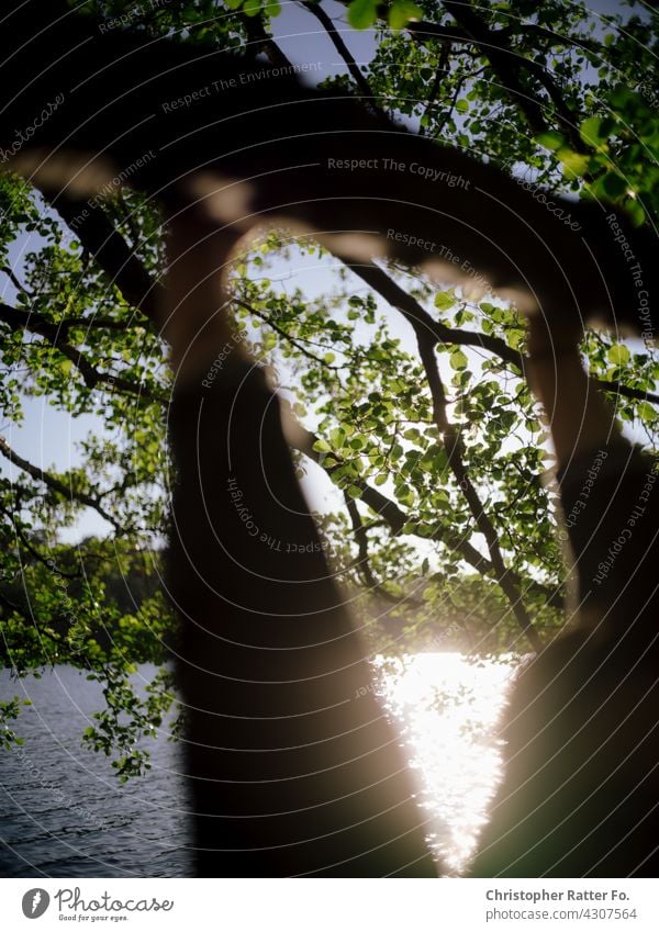 Schaukelnd über einem kühlen klaren See im heißen Sommer in Mecklenburg-Vorpommern Natur Schattenspiel Lichtspiel Menschenleer stille melancholie Einsamkeit