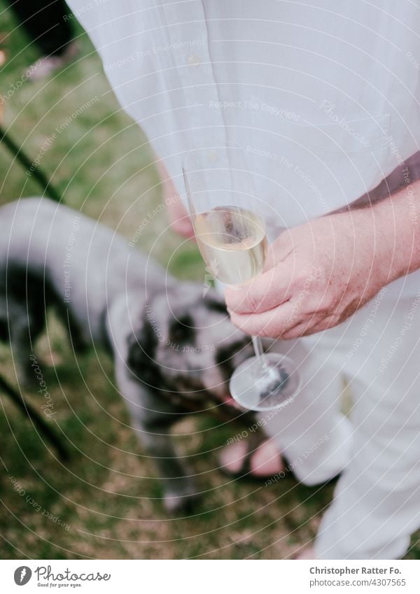 Hund und Mann und ein Glas Sekt im Garten Essen Sommer Sommertag Kulinarik Kultur Esskultur Sommerfest Feste & Feiern Geburtstag Hochzeit Muttertag Farbfoto