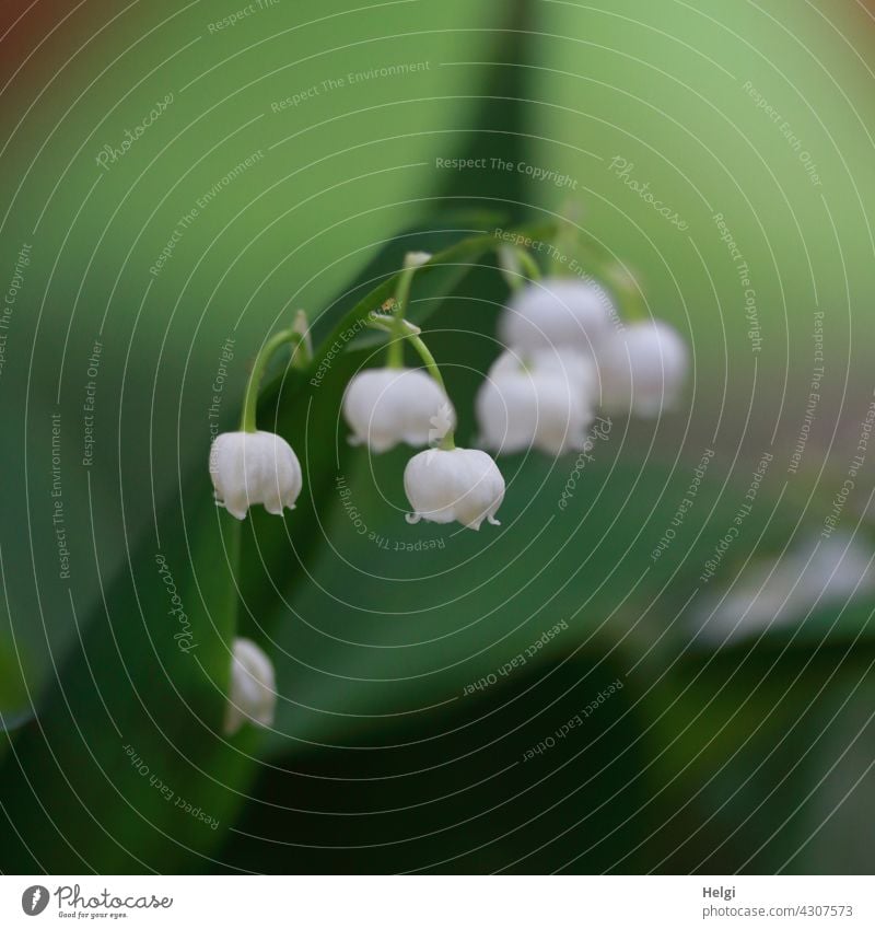 Maiglöckchen Blume Blüte Pflanze Natur wachsen Nahaufnahme Frühling Außenaufnahme Makroaufnahme Schwache Tiefenschärfe Detailaufnahme Menschenleer natürlich