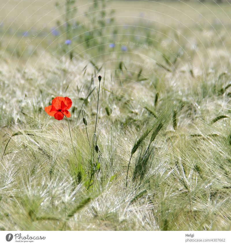 Mohn am Mittwoch - eine Mohnblume blüht in einem unreifen Gerstenfeld Klatschmohn Mohnblüte Blüte Blume Knospe Ackerbau Landwirtschaft Ähre Landschaft Natur