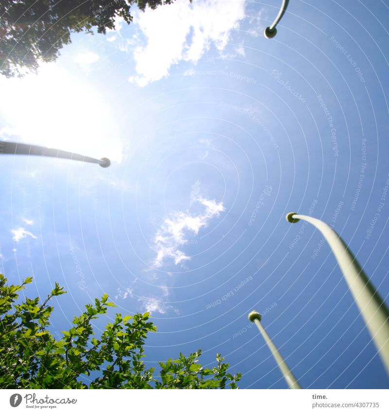 Zwiebellook blau garten sonnig himmel wolken busch strauch zwiebel Froschperspektive frisch hoch 4 neugierig kommunikation gemeinschaft zusammen