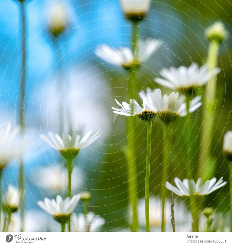 mehr Margeriten Blumenwiese Wiese Natur weiß natürlich Wiesenblume grün hell blau himmelblau sommerlich Garten Schwache Tiefenschärfe zart Sommer Himmel