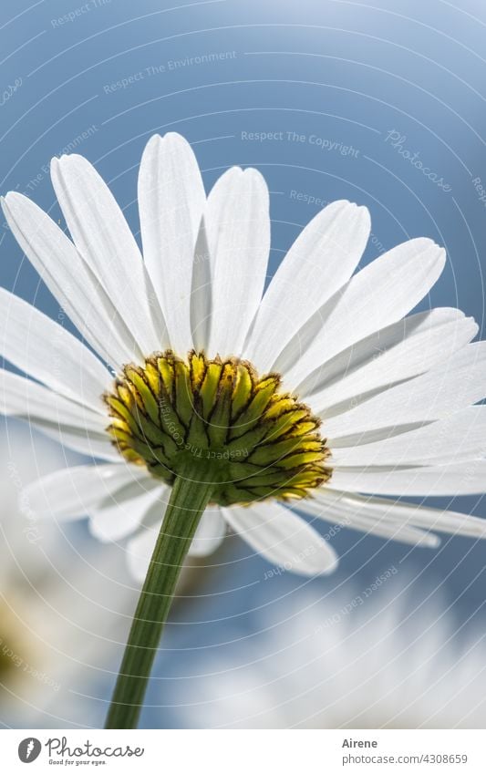 Blüte Margerite weiß himmelblau Blütenblätter Untersicht Blütenkelch grün gelb Stängel Blume Blumenwiese Wiesenblume Sommer Sommerwiese Froschperspektive