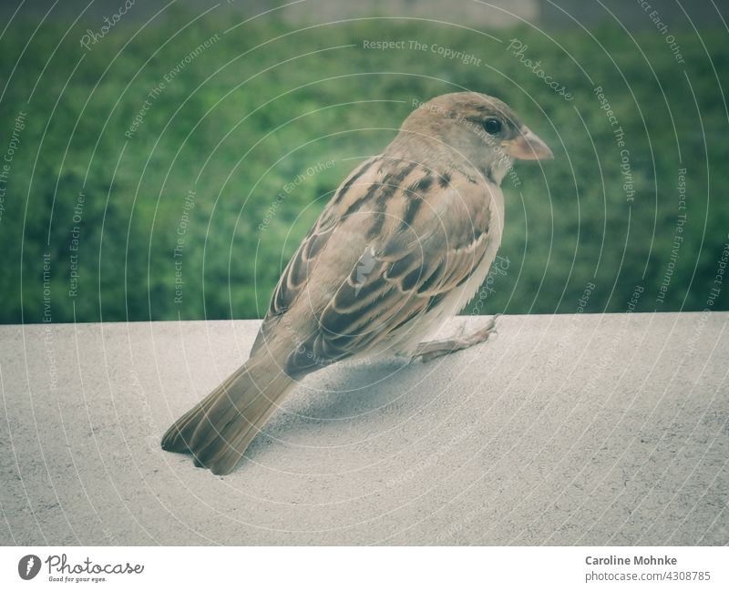 Ein Spatz sitzt auf einem Fenstersims Vogel Tier Außenaufnahme Farbfoto Tag 1 Menschenleer Wildtier Tierporträt Natur Schwache Tiefenschärfe Umwelt grau sitzen