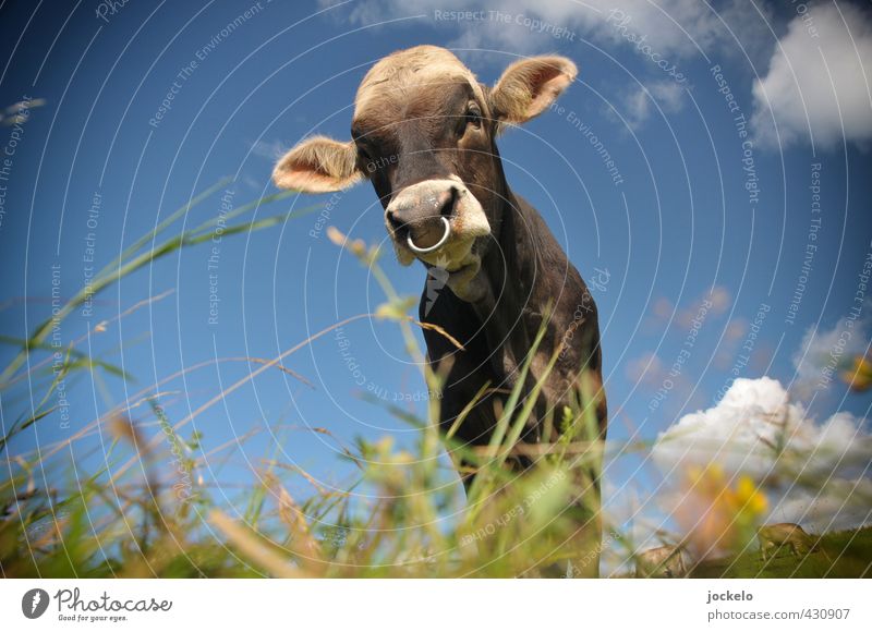 Bulls Eye Natur Landschaft Sommer Wiese Feld Alpen Berge u. Gebirge Tier Haustier Nutztier Kuh 1 füttern blau braun mehrfarbig gelb grün Stolz Farbfoto