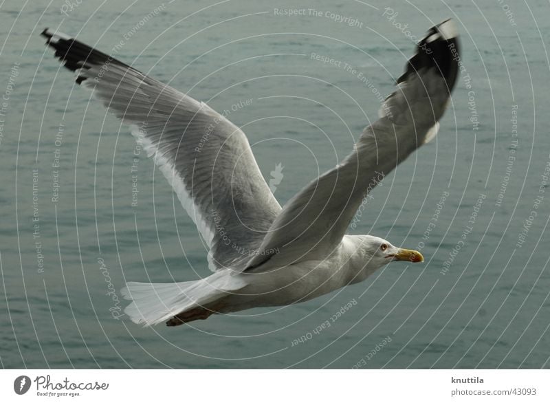 Frei-Flug Möwe See Meer Vogel Schnabel grau fliegen Flügel