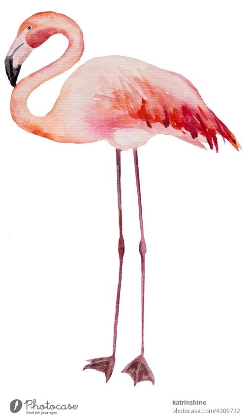 Aquarell rosa Flamingo isolierte Illustration Dekoration & Verzierung Zeichnung Element exotisch handgezeichnet vereinzelt Ornament gemalt Kulisse Skizze Textil