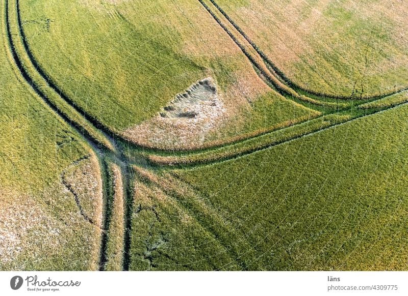 Getreidefeld von oben Landwirtschaft Nutzpflanze Sommer Ackerbau Menschenleer Ernährung Wachstum Linien Außenaufnahme Kornfeld Feld Lebensmittel Landschaft