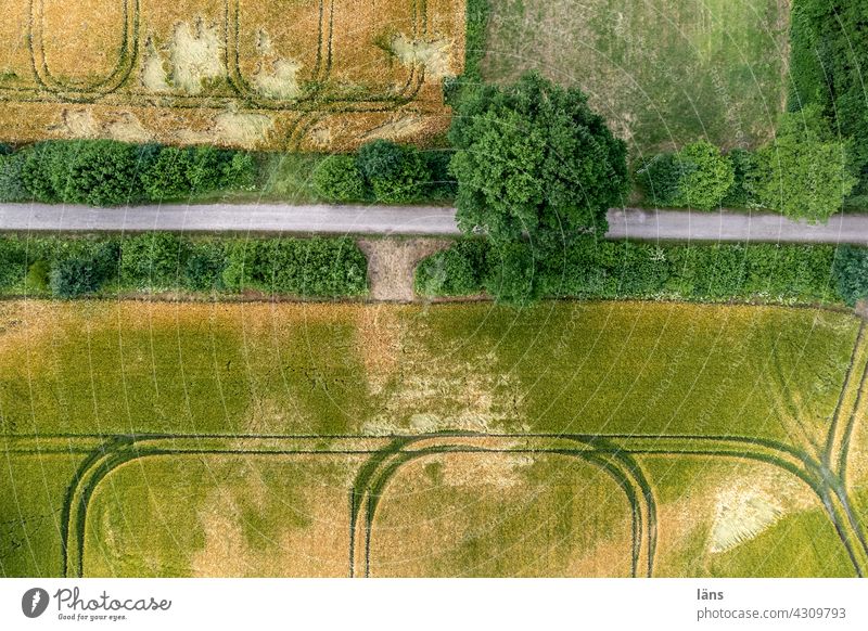 Getreidefelder von oben Landwirtschaft Wirtschaftswege Feld Ackerbau Wachstum Wege Straße Kornfeld Nutzpflanze Ernährung Lebensmittel Linien Landschaft