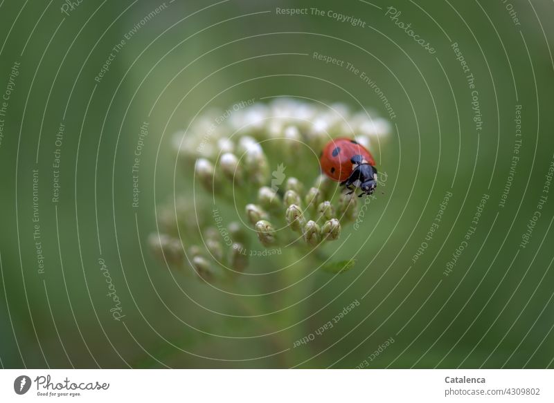 Marienkäfer auf Schafgarbe Natur Flora Fauna Tier Insekt Käfer krabbeln Pflanze Korblüter Achillea millefolium Blüte blühen Garten Tag Tageslicht Grün Weiß Rot