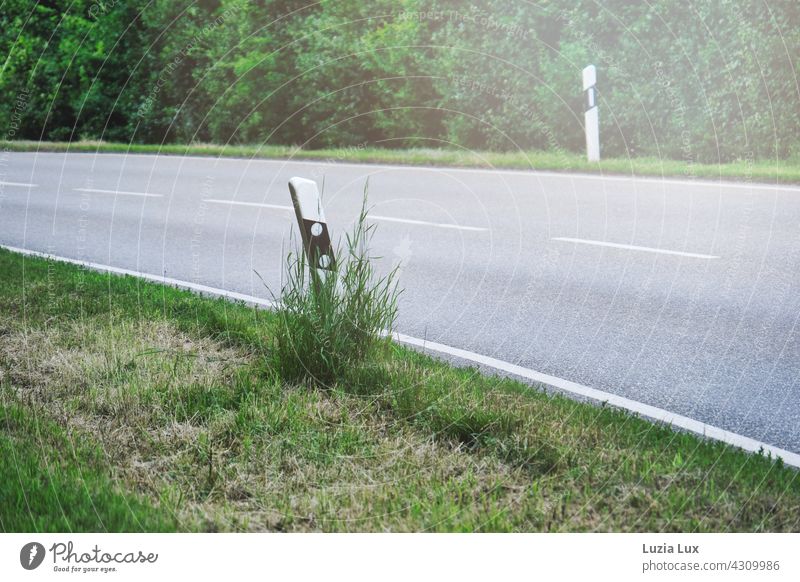 Landstraße, unbefahren im Sommerlicht Leitpfosten grün hell leer Sonnenschein Hitze Asphalt Gras Gebüsch Kurve Steigung Straße Menschenleer Farbfoto