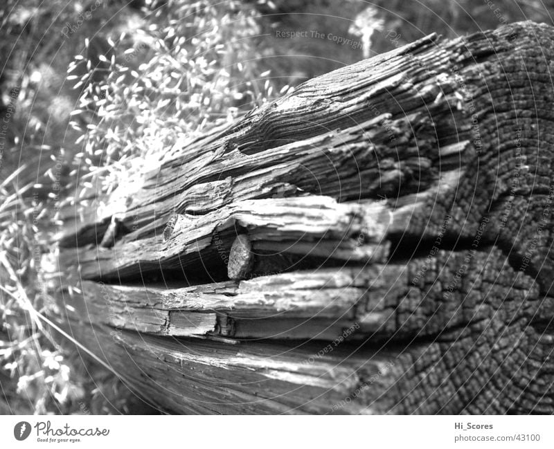 Baumstumpf Jahresringe Baumstamm Nagel Baumrinde Natur Schwarzweißfoto