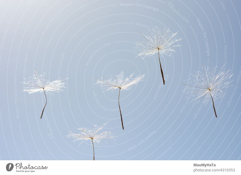 Löwenzahnsamen auf blauem Himmel Hintergrund Samen Pflanze Natur Sommer Makroaufnahme Frühling filigran leicht Schwache Tiefenschärfe Nahaufnahme Detailaufnahme