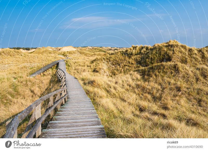 Landschaft in den Dünen in Norddorf auf der Insel Amrum Schleswig-Holstein Küste Weg Holzweg Bohlenweg Reise Dünengras Urlaub Nordfriesische Insel Nordsee