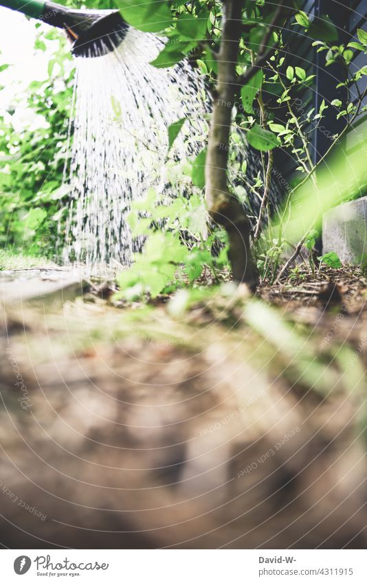 Pflanze wird mit einer Gießkanne gewässert Pflanzen wässern Gartenarbeit gärtnern Wasser Natur Gärtner Sommer grün nachhaltig Wachstum Trockenheit