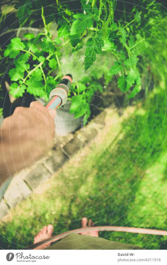 Mann wässert mit einem Wasserschlauch den Garten wässern Gartenschlauch Pflanzen gießen Gartenarbeit Natur Bewässerung Gärtner