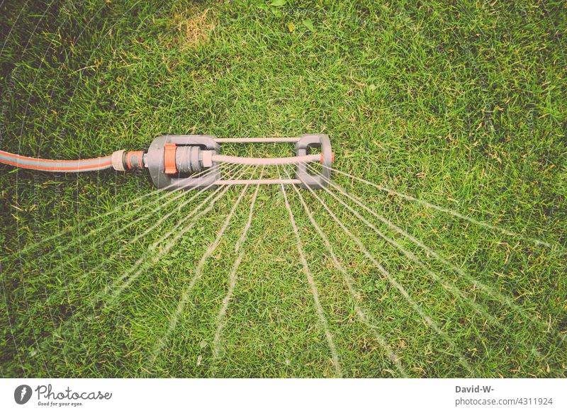 Rasensprenger auf dem Rasen im Garten wässern Trockenheit gießen Wasser Sommer Bewässerung Gartenarbeit sprengen