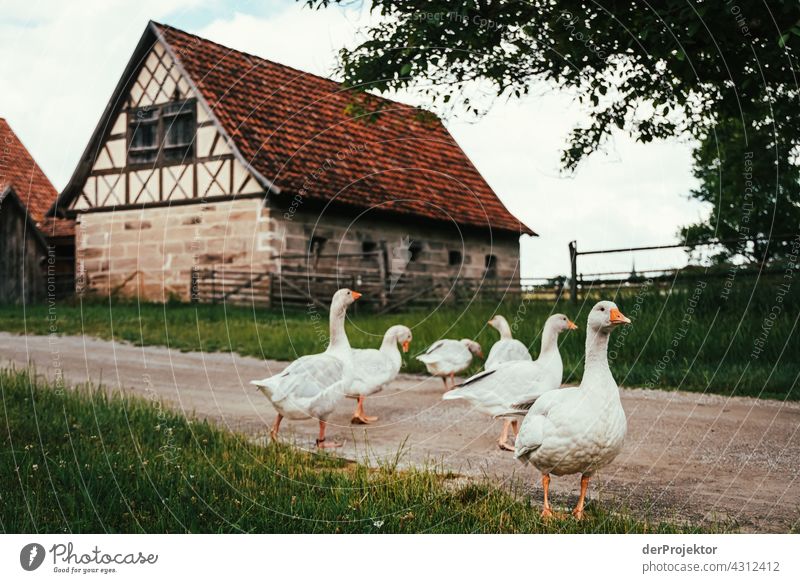 Idyllische Dorfszene mit Gänsen in Franken Landwirtschaft natürlich Schönes Wetter Lebensfreude Vorfreude Bauernhof Biologische Landwirtschaft Bioprodukte