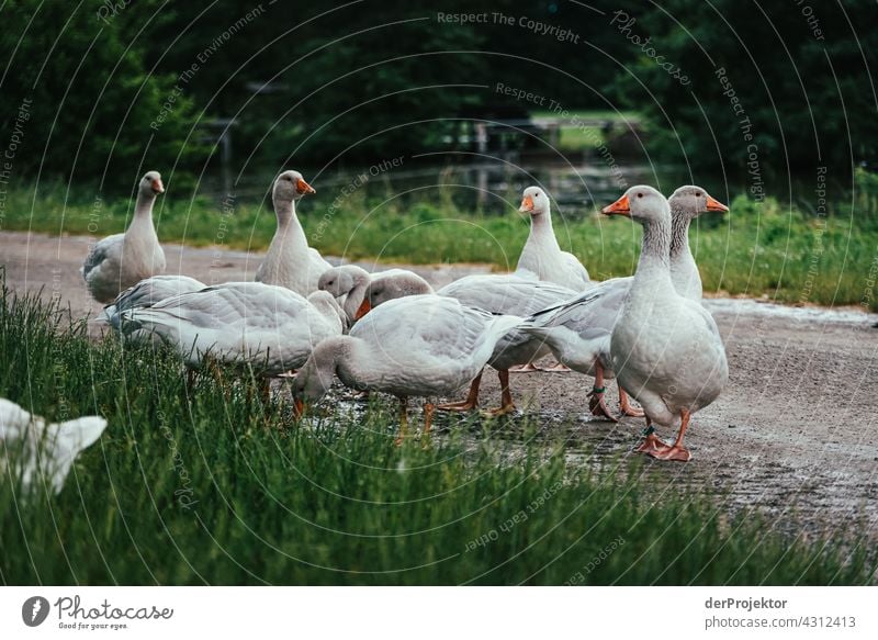 Idyllische Dorfszene mit Gänsen in Franken II Landwirtschaft natürlich Schönes Wetter Lebensfreude Vorfreude Bauernhof Biologische Landwirtschaft Bioprodukte