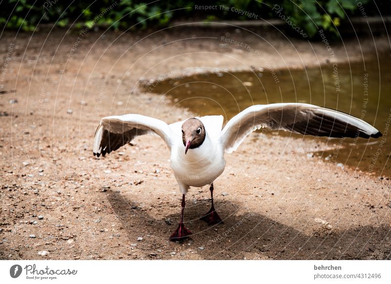 loooos, fischbrötchen her, heut is freitag!!!! fliegen Federn Flügel Küste Ostsee Natur Meer Ferien & Urlaub & Reisen Farbfoto Außenaufnahme Ostseeküste möwen