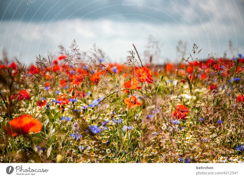 *2 2 0 0* jubeltrubelheiterkeitmo(h)ntag Mohnblume Unschärfe Blatt Blühend Schönes Wetter schön Wiese Garten Blütenstaub prächtig Sommer leuchtend Wärme