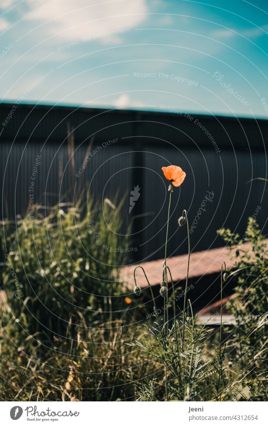 Urbaner Mohn als Einzelgänger am Mo(h)ntag Mohnblüte Mohnfeld ein Einsamkeit einfach Trivial Sommer Blume Pflanze begrünen begrünt Wegesrand Stadt Stadtzentrum