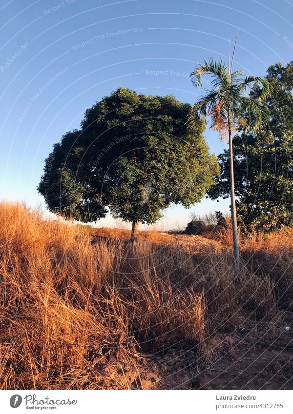 Morgenlicht Sonnenaufgang Bäume Baum Palme Außenaufnahme Farbfoto Landschaft im Freien Saison Umwelt Hintergrund Ansicht Licht schön grün Natur natürlich