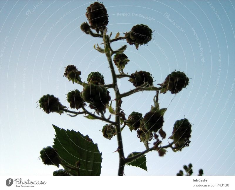 himbeerstrauch Sträucher Dorn Blatt Gegenlicht Himmel Schatten Zweig ...