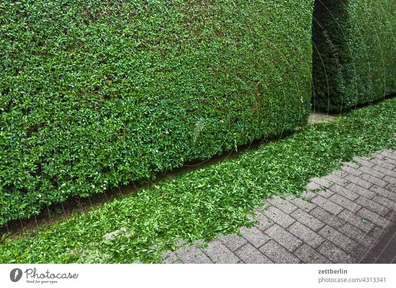 Frisch geschnittene Hecke again abend erholung frühjahr frühling frühlingserwachen garten kleingarten kleingartenkolonie menschenleer natur pflanze ruhe saison