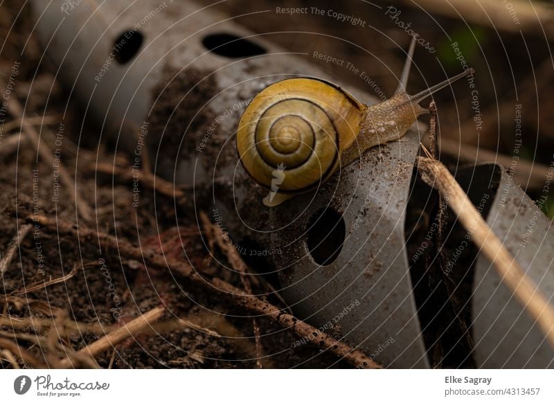 Schwarzmündige Bänderschnecke/ Cepaea nemoralis Schnecke Schneckenhaus Tier Fühler Nahaufnahme Außenaufnahme klein Schwache Tiefenschärfe Menschenleer