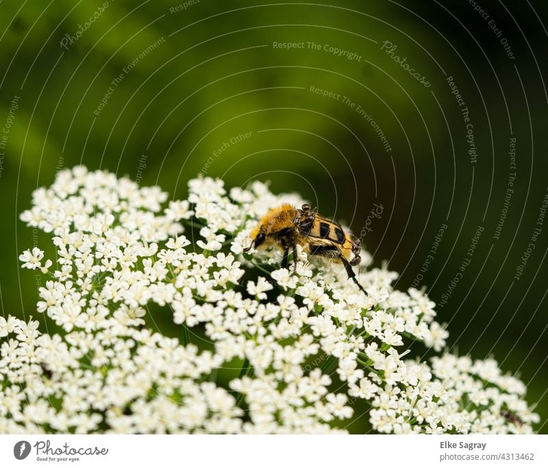 Glattschieniger Pinselkäfer /Trichius Gallicus Käfer Insekt Natur Außenaufnahme Nahaufnahme Pflanze seltener käfer Schwache Tiefenschärfe Menschenleer