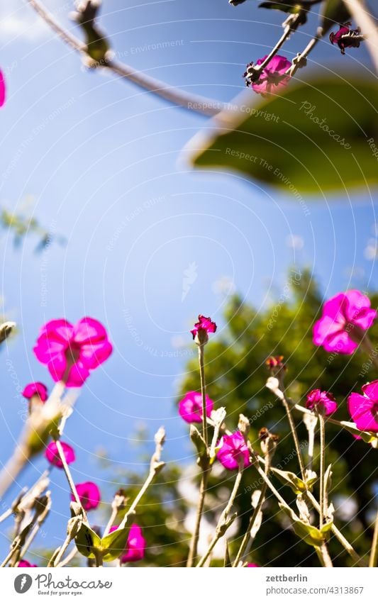 Kronenlichtnelke und Kirschbaum aus der Vogelperspektive ast erholung erwachen ferien frühjahr frühling frühlingserwachen garten himmel kleingarten