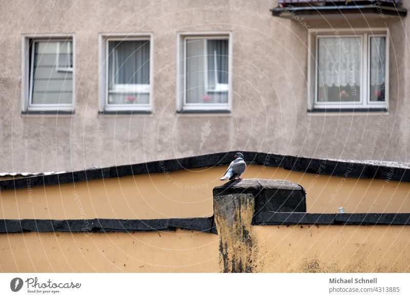 Taube in der Stadt Vogel fliegen Außenaufnahme Beton Häuser Tier und Stadt 1 Fassade hausfassade allein Natur und Stadt