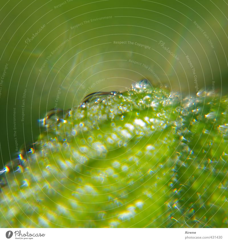 junger Tag Natur Pflanze Wassertropfen Sonnenlicht Sommer Blatt Grünpflanze Himbeerbusch Garten Ornament Tropfen nass grün Lebensfreude ästhetisch glänzend