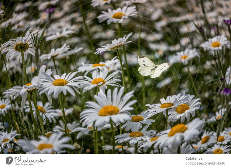 Der Kohlweißling zwischen den Margeriten ist kaum zu erkennen Natur Flora Fauna Insekt Tier Schmetterling fliegen bestäuben Blume Margarite Wiese Blumenwiese