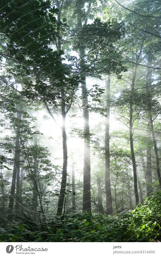 Sonnenaufgang im Spessart Wald grün Natur Außenaufnahme Sonnenstrahlen Licht Sonnenlicht Baum ruhig Schönes Wetter Gegenlicht Morgen Landschaft Menschenleer