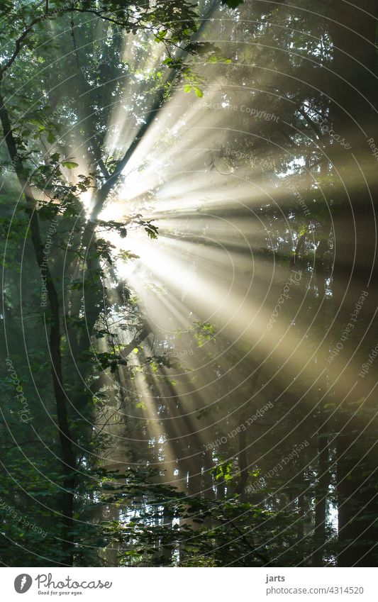 Sonnenaufgang im Wald Morgen Nebel Schönes Wetter Licht Sonnenstrahlen Sonnenlicht Farbfoto Natur Außenaufnahme Baum Umwelt Menschenleer Schatten ruhig