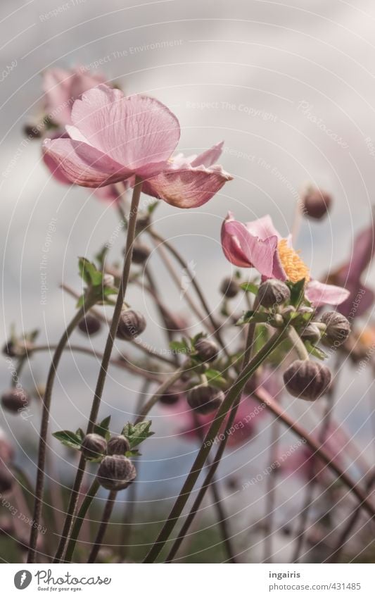 Herbstanemonen Natur Pflanze Himmel Sommer Blume Anemonen Blütenknospen Garten Blühend Duft leuchten Wachstum natürlich gelb grau grün rosa Verliebtheit Treue