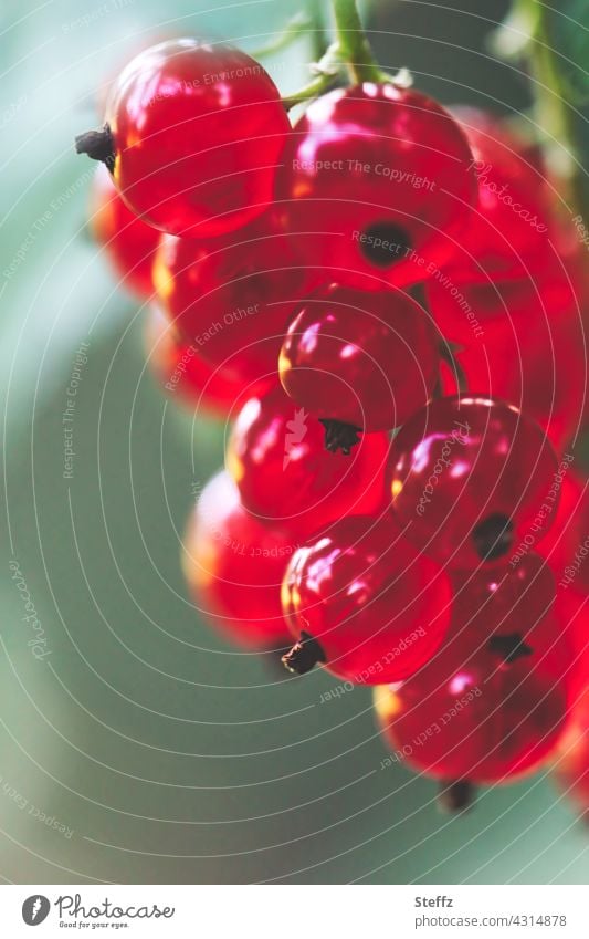 pflückreife Früchte der Roten Johannisbeere Rote Johannisbeeren Beeren Johannisbeerstrauch Ribiseln Saisonfrüchte Ribes Beerenobst Obst Strauch Juli erntereif