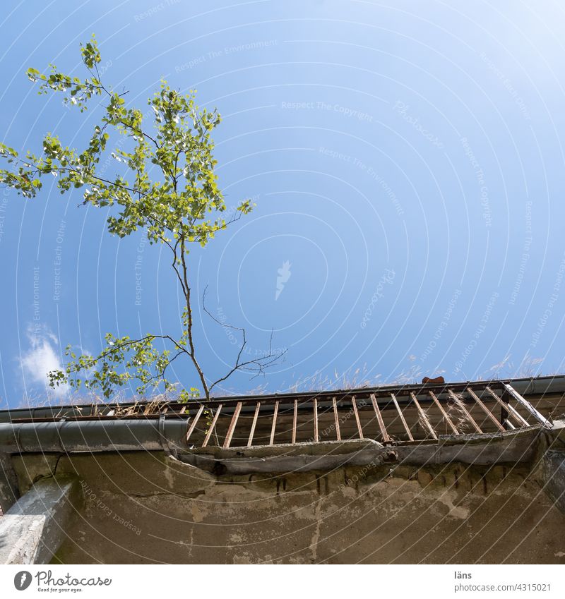 Lost Land Love l Wachstum und Verfall Baum wachstum Ruine Vergänglichkeit Menschenleer kaputt Wandel & Veränderung Außenaufnahme Haus Vergangenheit Gebäude alt