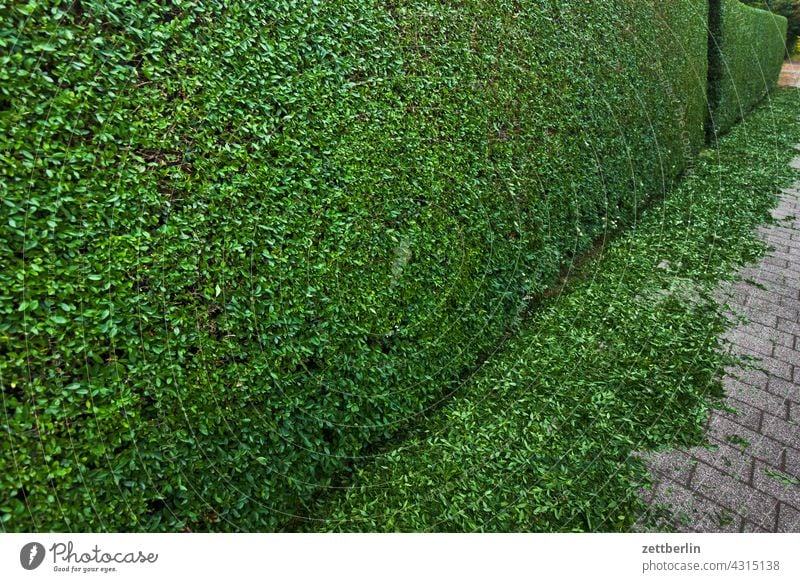 Frisch geschnittene Hecke abend erholung frühjahr frühling frühlingserwachen garten kleingarten kleingartenkolonie menschenleer natur pflanze ruhe saison