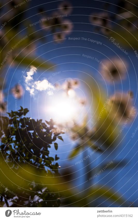 Kronenlichtnelke, Kirschbaum und Sonne aus der Vogelperspektive ast erholung erwachen ferien frühjahr frühling frühlingserwachen garten himmel kleingarten