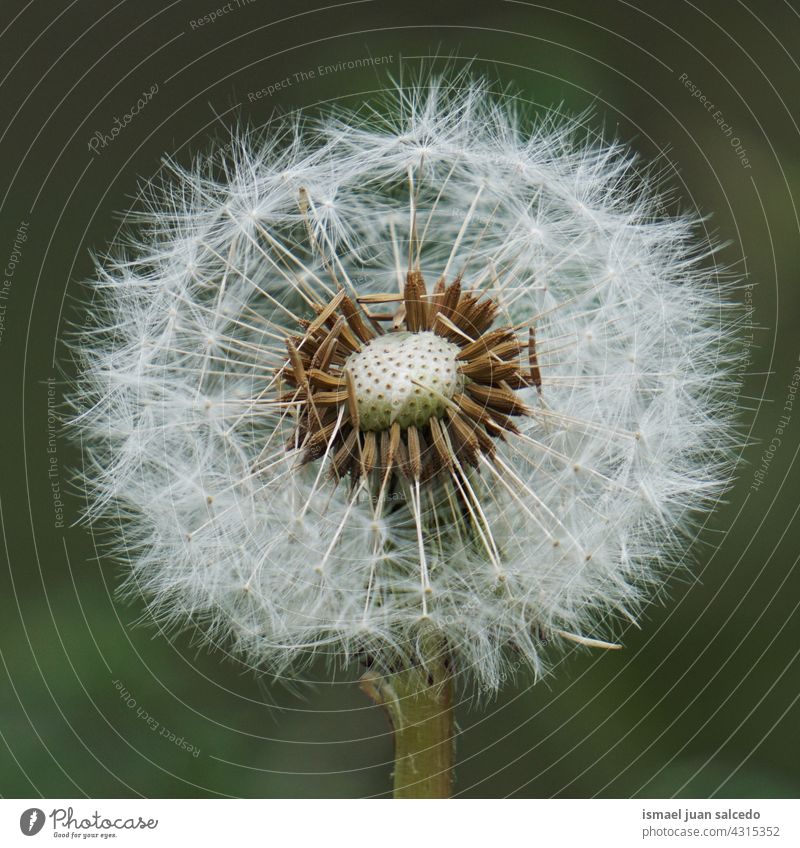 schöne Löwenzahnblüte im Frühling Blume Pflanze Samen geblümt Flora Garten Natur natürlich abstrakt texturiert weich Weichheit Hintergrund romantisch