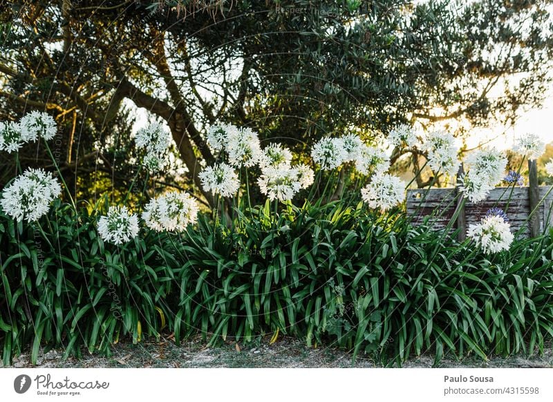 weiße Blumen Garten Gegenlicht Hintergrund Sonnenuntergang Blüte Blühend Natur Tageslicht natürlich aufblühen natürliches Licht natürliche Farbe Frühling