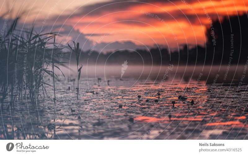 wunderbarer nebliger Hochsommerabend mit Fluss, gelben Seerosen, jungem grünen Schilf und roten verschwommenen Wolken. Nebel über Wasser in Lettland