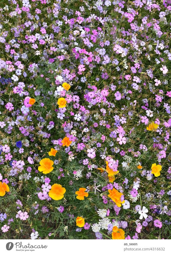 Blumenwiese von oben Wiese orange gelb lila weiß grün Vogelperspektive Natur Blüte Pflanze Sommer Garten Blühend Farbfoto Außenaufnahme natürlich schön