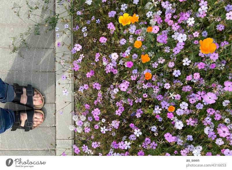 In Betrachtung der Blumenwiese Wiese orange gelb lila weiß grün Vogelperspektive Natur Blüte Pflanze Sommer Garten Blühend Farbfoto Außenaufnahme natürlich