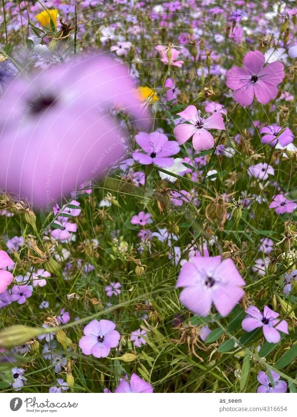 In der Blumenwiese Wiese orange gelb lila weiß grün Vogelperspektive Natur Blüte Pflanze Sommer Garten Blühend Farbfoto Außenaufnahme natürlich schön